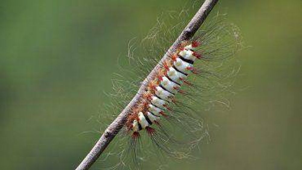 Megalopyge lanata, la oruga venenosa que amenaza Misiones