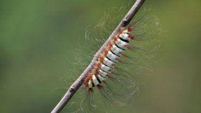 Megalopyge lanata, la oruga venenosa que amenaza Misiones