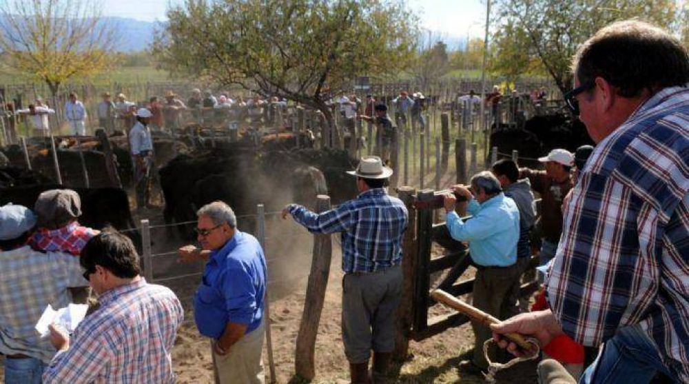 Despu�s de 18 a�os vuelven los remates ganaderos al Valle de Uco