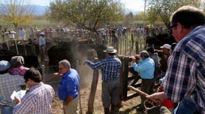 Despu�s de 18 a�os vuelven los remates ganaderos al Valle de Uco
