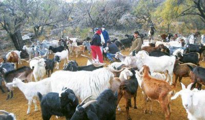 Estiman que se duplicará la ayuda para productores caprinos y ovinos