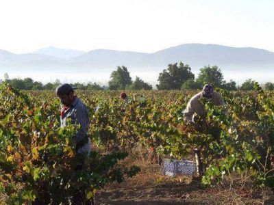 Preocupaci�n por el cr�tico estado del sector agropecuario