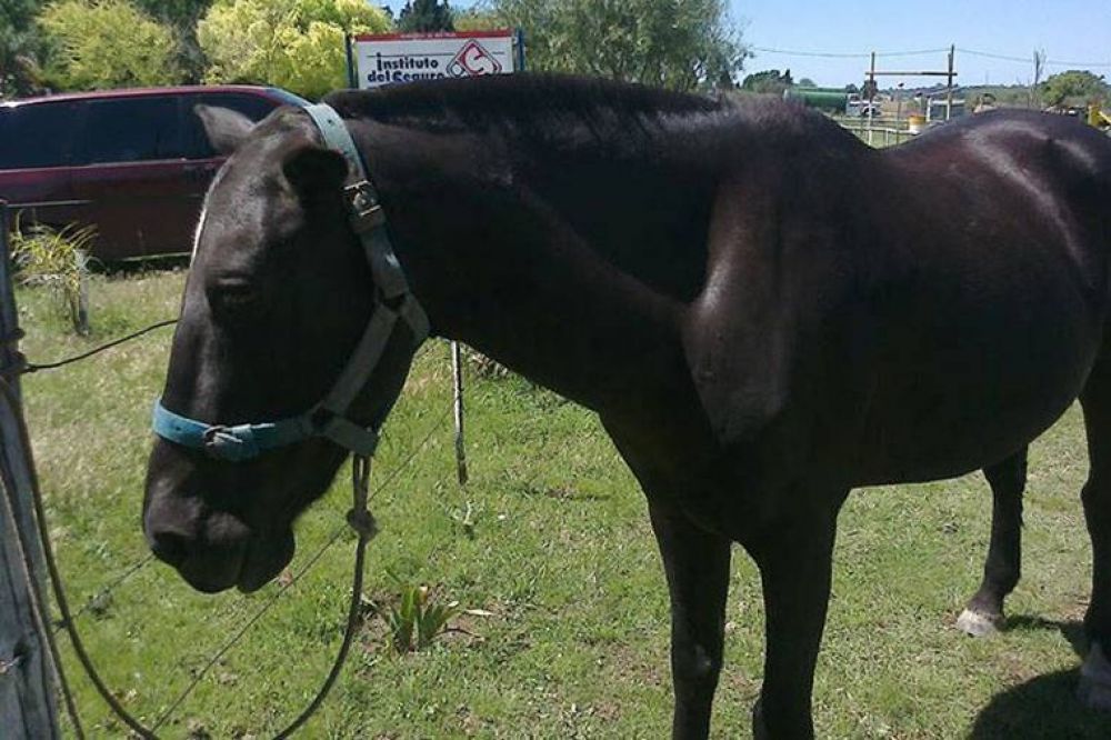 Denuncian el robo de dos caballos utilizados para equinoterapia