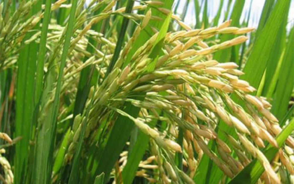 La producci�n de arroz en la provincia creci� un 10 por ciento