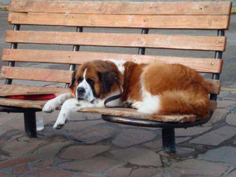 Juntan firmas para prohibir el �trabajo� de los perros San Bernardo en la ciudad
