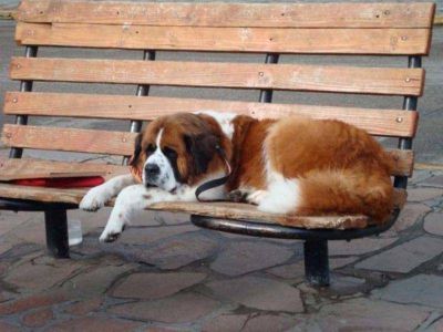 Juntan firmas para prohibir el �trabajo� de los perros San Bernardo en la ciudad