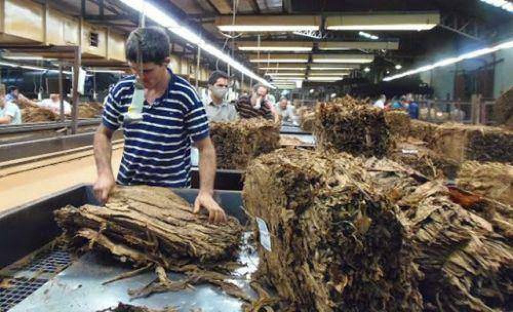 Tabaco: pagar�n casi 19 millones de pesos a productores