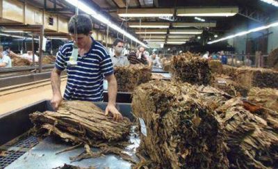 Tabaco: pagar�n casi 19 millones de pesos a productores