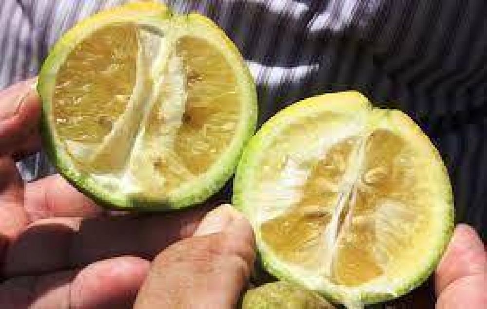 Citricultura: operativo preventivo de HLB se inicia en Andresito