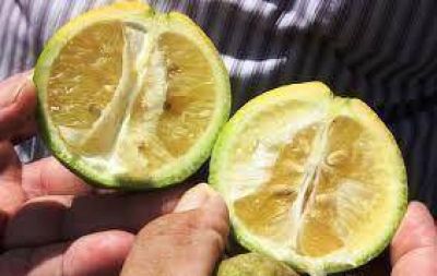 Citricultura: operativo preventivo de HLB se inicia en Andresito