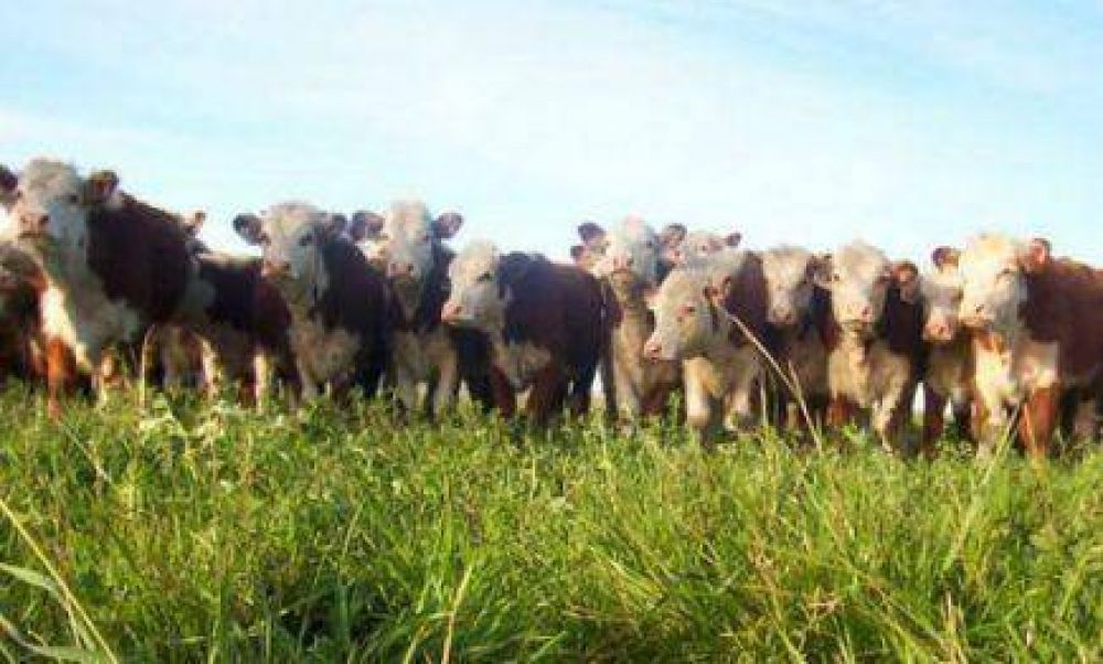 Muertes de ganado: piden declarar la emergencia agropecuaria para acceder a ayuda de Naci�n