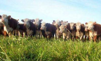 Muertes de ganado: piden declarar la emergencia agropecuaria para acceder a ayuda de Naci�n