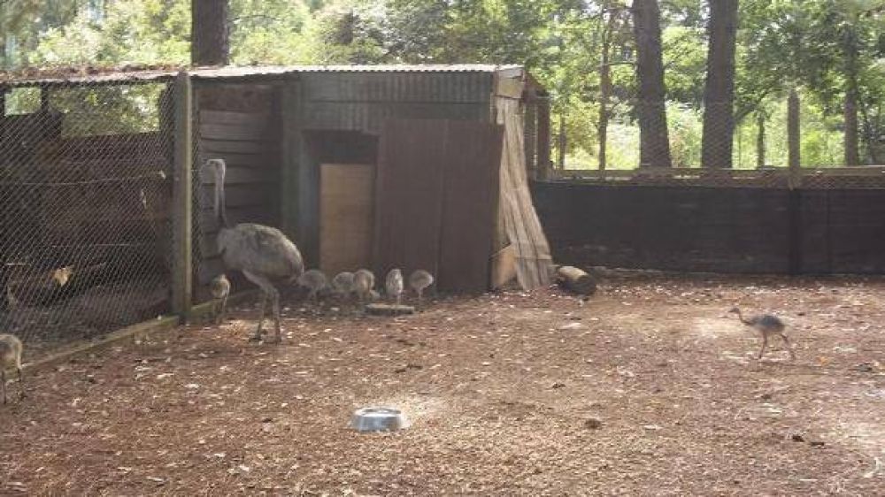 Liberaron �and�es que nacieron en el parque ecol�gico El Puma