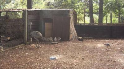 Liberaron �and�es que nacieron en el parque ecol�gico El Puma