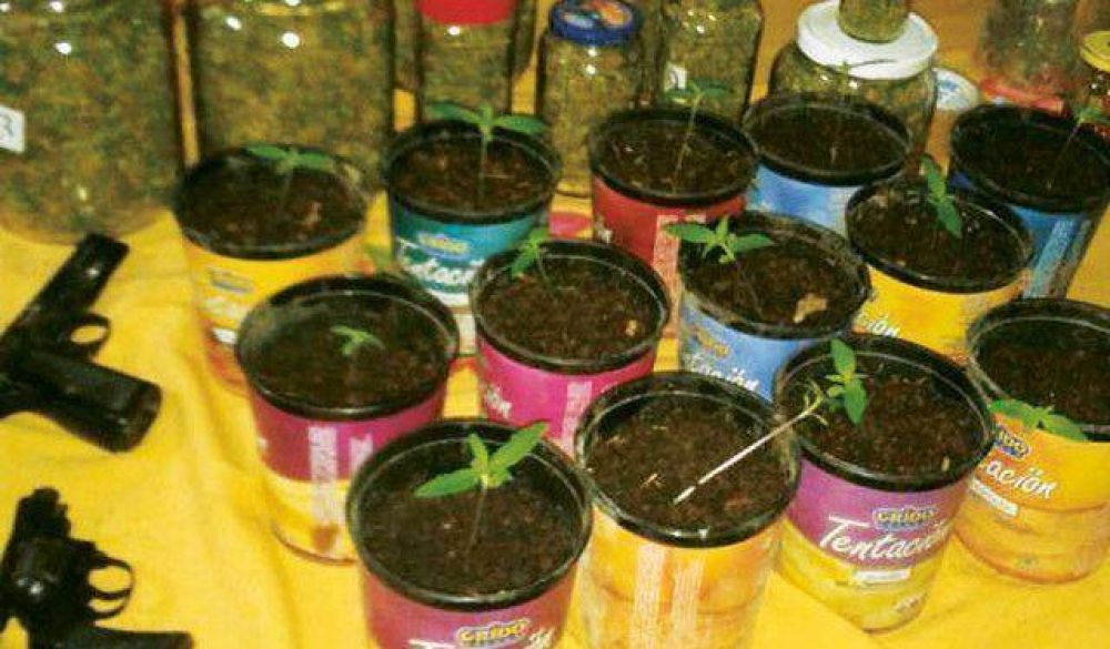 Cayeron por cultivar marihuana