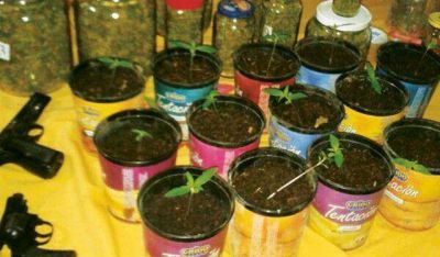 Cayeron por cultivar marihuana