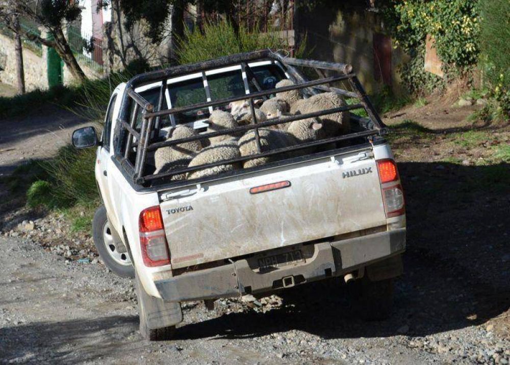 Se recuperaron 23 animales vivos robados de una estancia