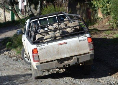 Se recuperaron 23 animales vivos robados de una estancia