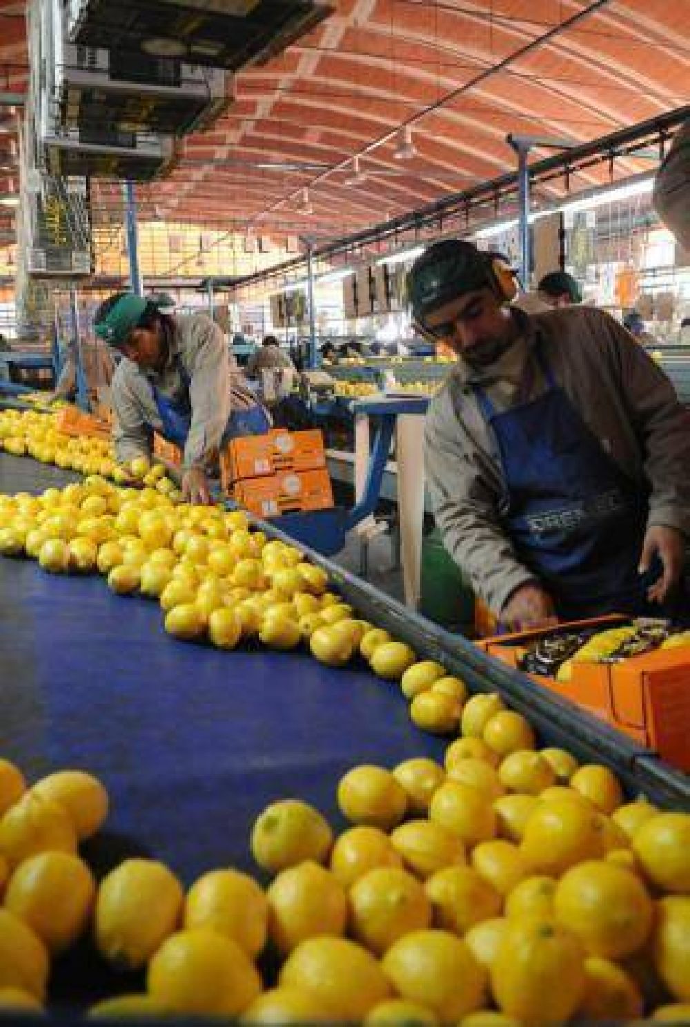 �Se estima una baja del 60% en la producci�n de limones�