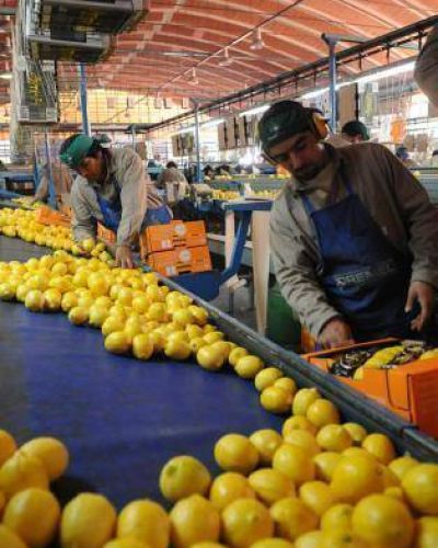 �Se estima una baja del 60% en la producci�n de limones�