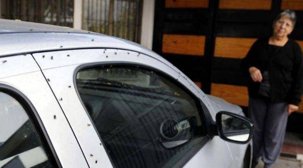 La av�cola que genera moscas en Luzuriaga debe mudarse en seis meses