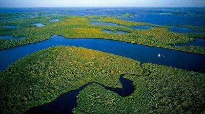 Extra�o experimento: inyectar�n di�xido de carbono en la Amazonia para predecir su futuro