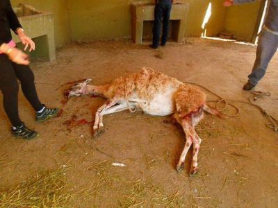 Denuncian un feroz ataque de perros a los guanacos en el Parque Independencia: Debieron sacrificarlo