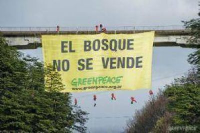 Alerta: Villa La Angostura podr�a quedarse sin bosques