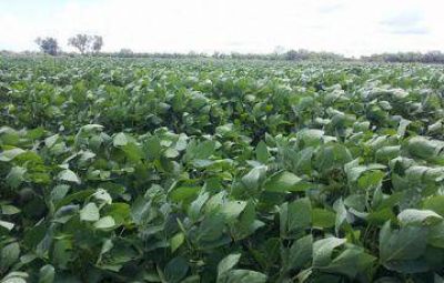 Rindes excepcionales de la soja llegan hasta 4200 kilos en el oeste chaque�o