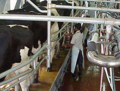 Crisis: exprimen la vaca en el sector lechero