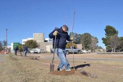 Arbolado: una campa�a propone regalar plantas en Santa Rosa