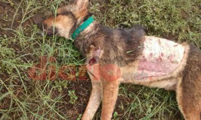 Despellejaron una perrita y tuvo una ag�nica muerte