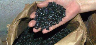 Productores de San Pedro trabajan en la recuperaci�n y conservaci�n de semillas