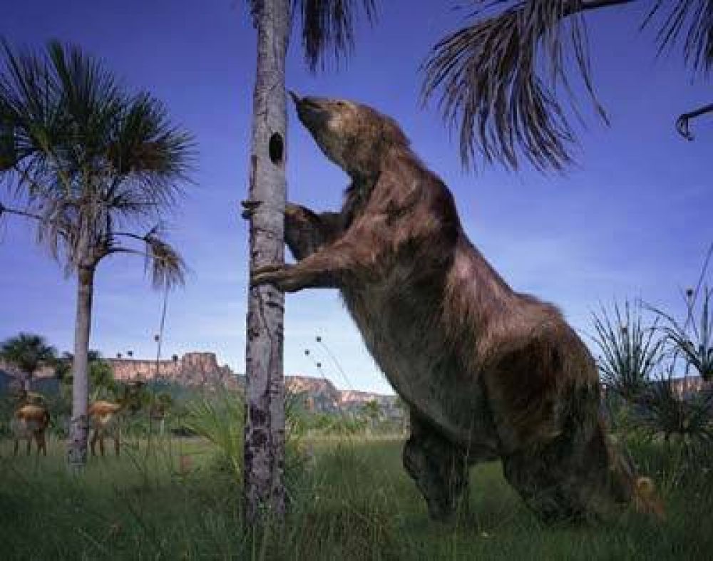 HALLAN RESTOS F�SILES DE UN MEGATHERIUM