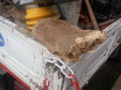 Hallan en Mar del Plata f�siles de un megaterio cuando soterraban cables