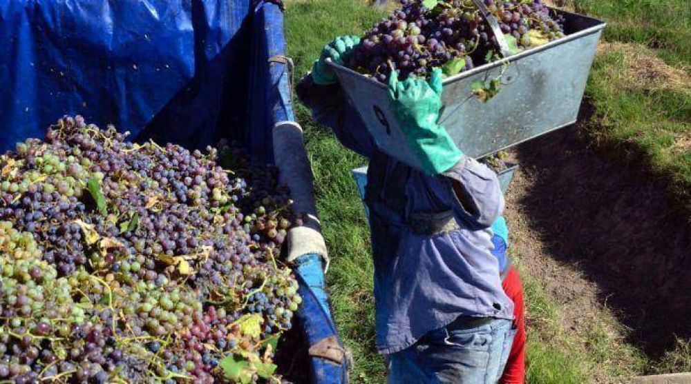 Vitivin�colas quieren que la Naci�n les ayude a pagar 3.500 empleos
