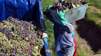 Vitivin�colas quieren que la Naci�n les ayude a pagar 3.500 empleos