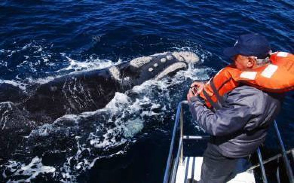 Se lanzar� oficialmente la temporada de ballenas 2014