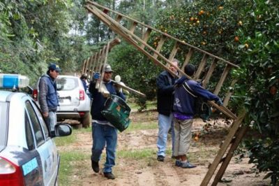 En dos quintas c�tricas constataron 39 trabajadores en negro