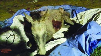 Terrible caso de maltrato animal despert� la solidaridad vecinal