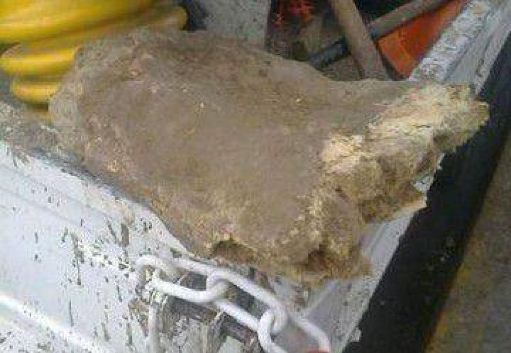 El hueso encontrado ayer en Mar del Plata pertenece a un Megatherium