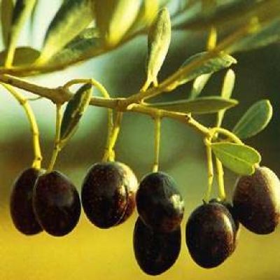 Trabajadores de la olivicultura piden aumento salarial
