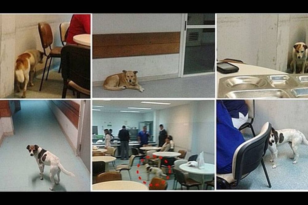 Invasi�n de perros en el hospital de Concordia