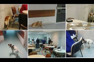 Invasi�n de perros en el hospital de Concordia