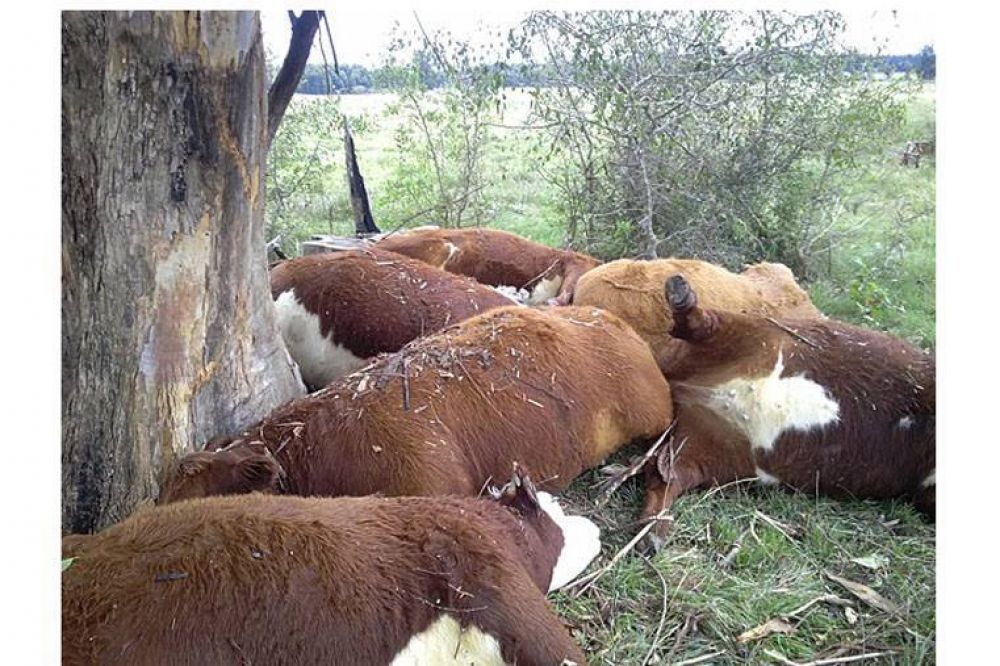 Nueve vacunos murieron al ser alcanzados por un rayo en Colonia Yeru�