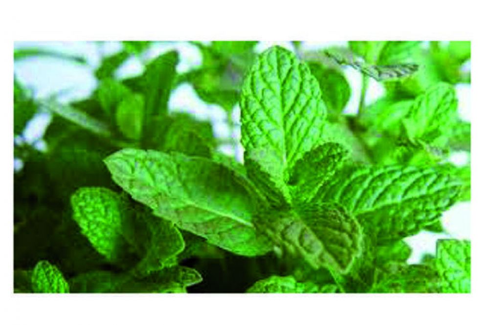 Plantas arom�ticas encuentran nuevos espacios en la regi�n