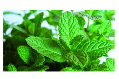Plantas arom�ticas encuentran nuevos espacios en la regi�n
