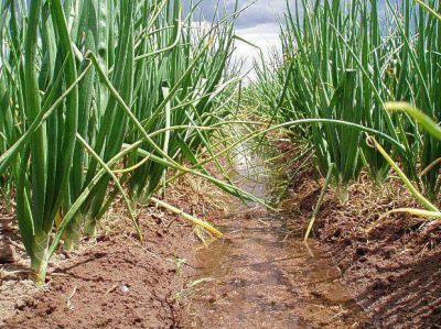 Importantes p�rdidas por la crisis del agua en la regi�n de Corfo