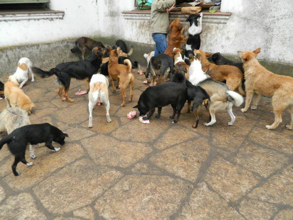 Cada d�a hay m�s perros abandonados en la calle