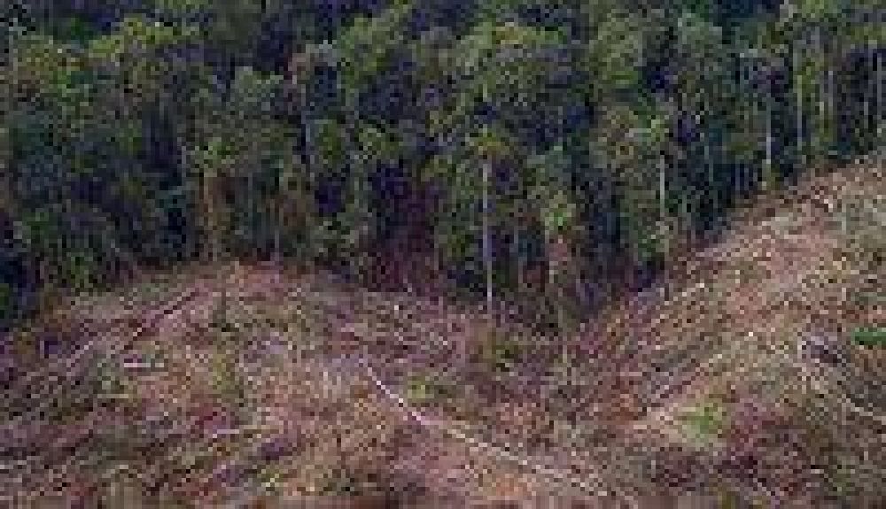 La deforestaci�n de bosques nativos, un avance constante